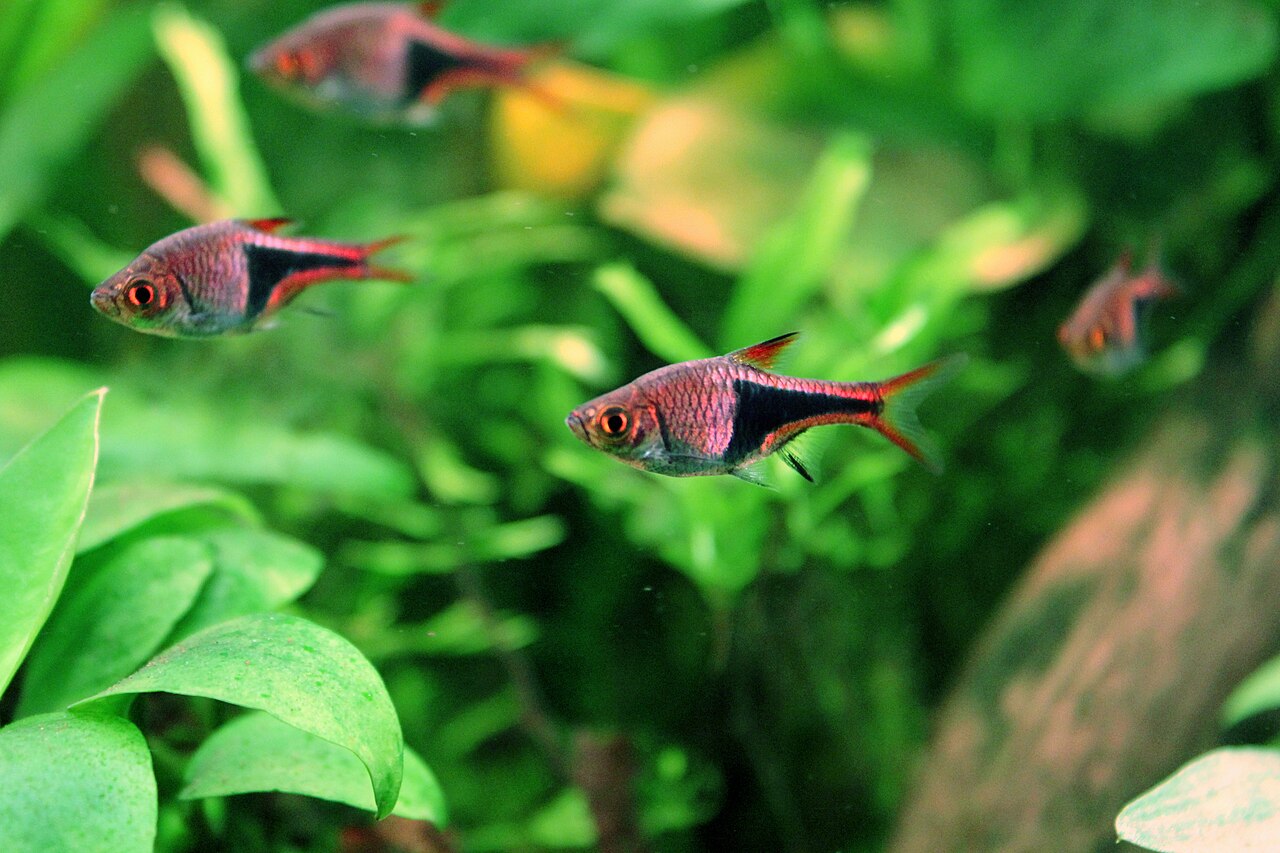 Harlequin rasbora Trigonostigma heteromorpha shoal