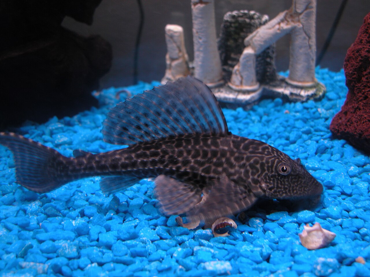 Common pleco Pterygoplichthys pardalis on aquarium gravel