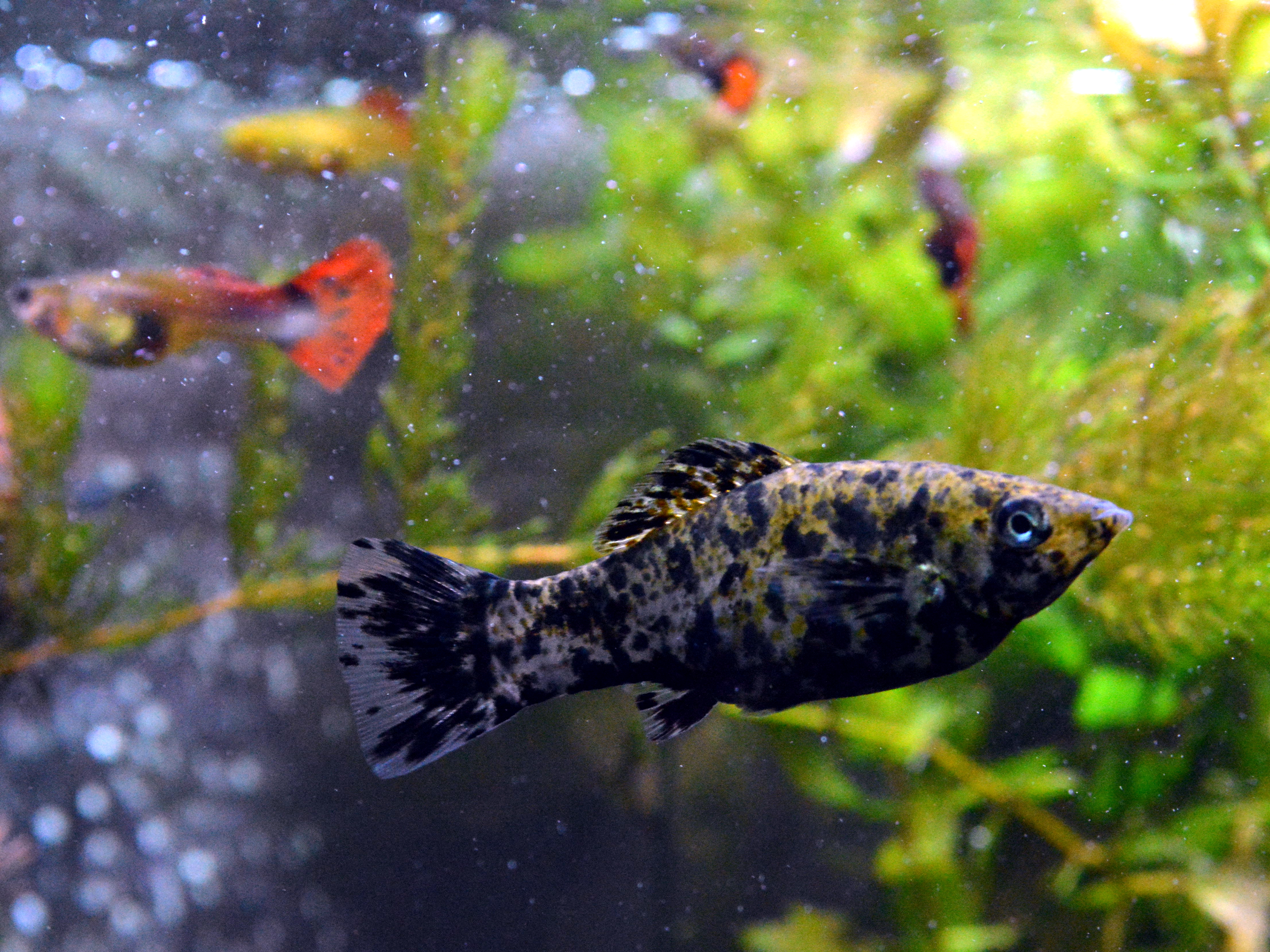 Female spotted Molly fish showing gravid abdomen