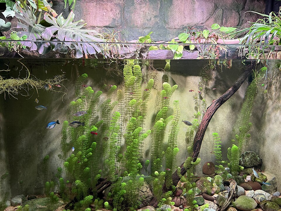 Planted freshwater aquarium with small community fish