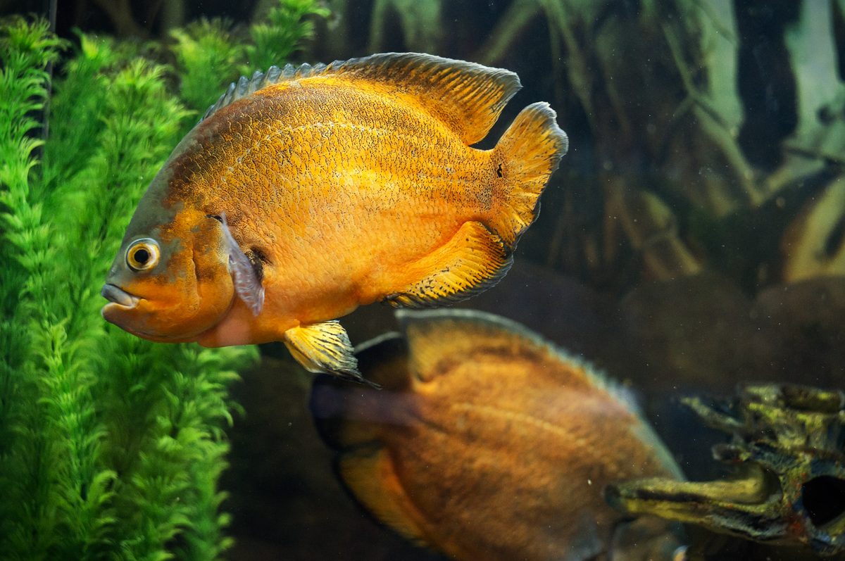 Oscar fish Astronotus ocellatus in home aquarium India