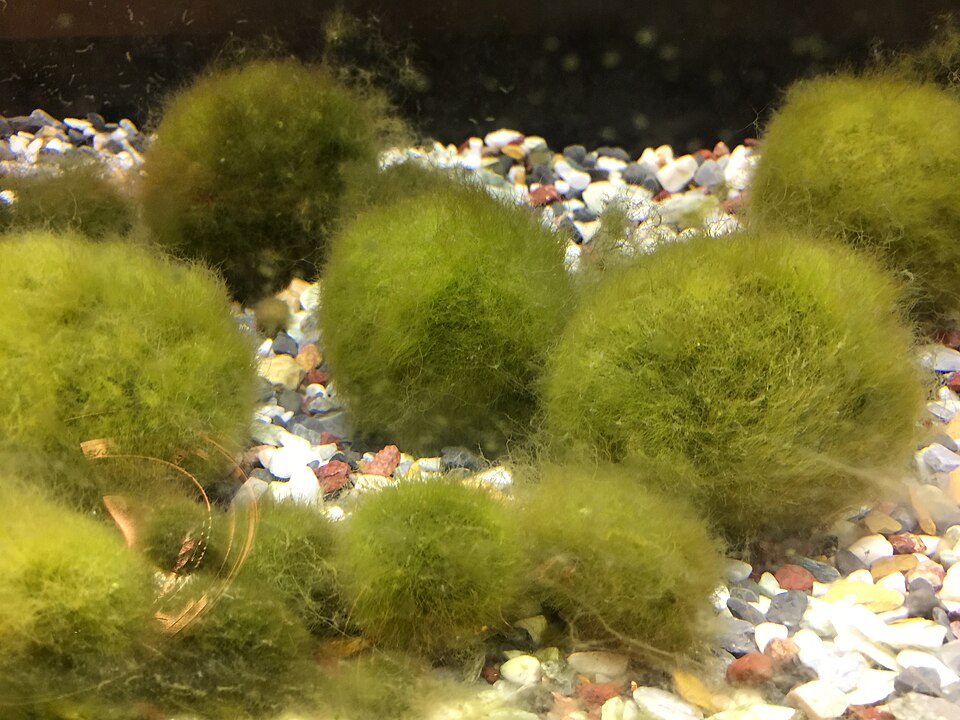 Marimo moss balls Aegagropila linnaei in Hokkaido Japan