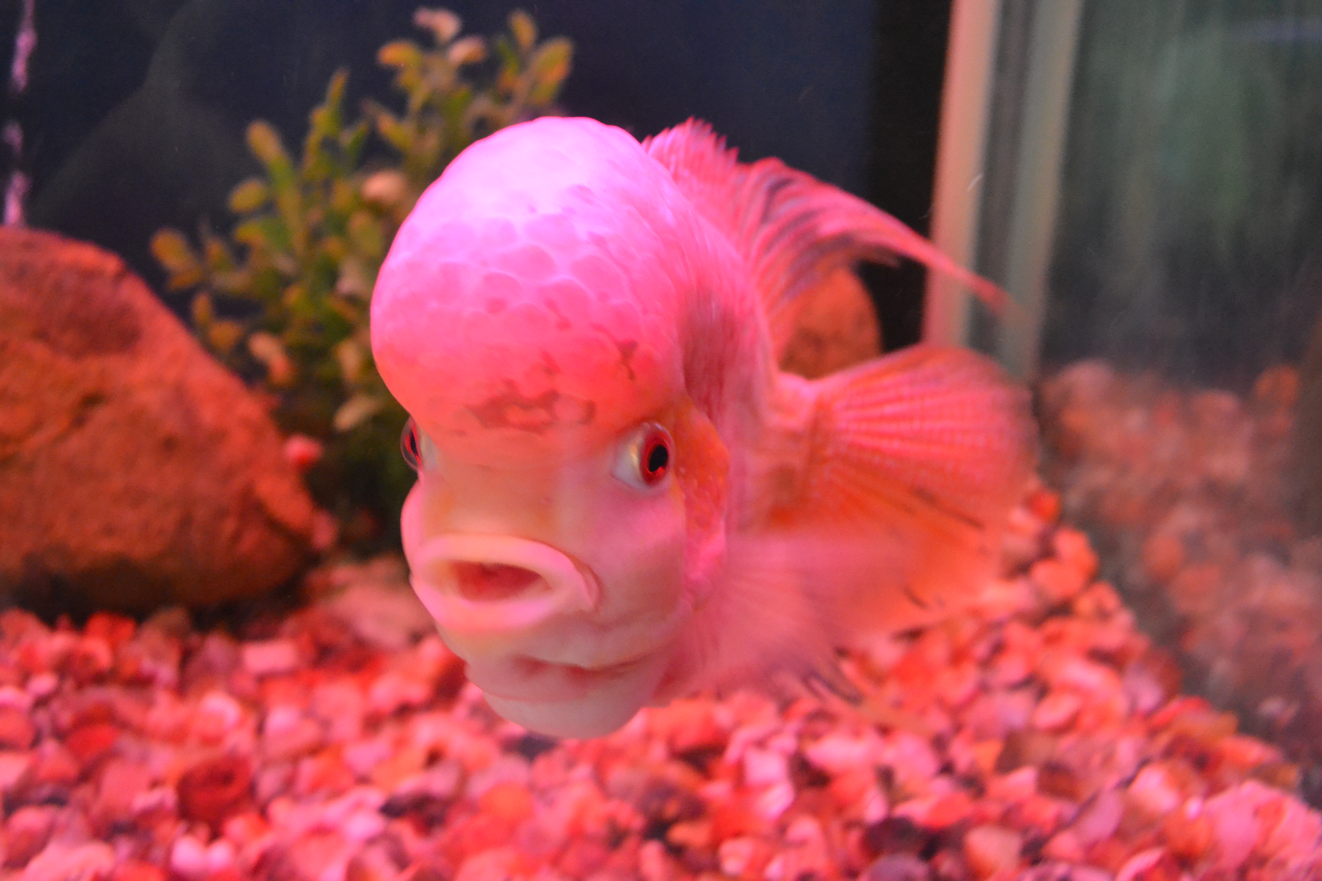 Albino Flowerhorn cichlid showing lack of dark pigmentation for colour comparison
