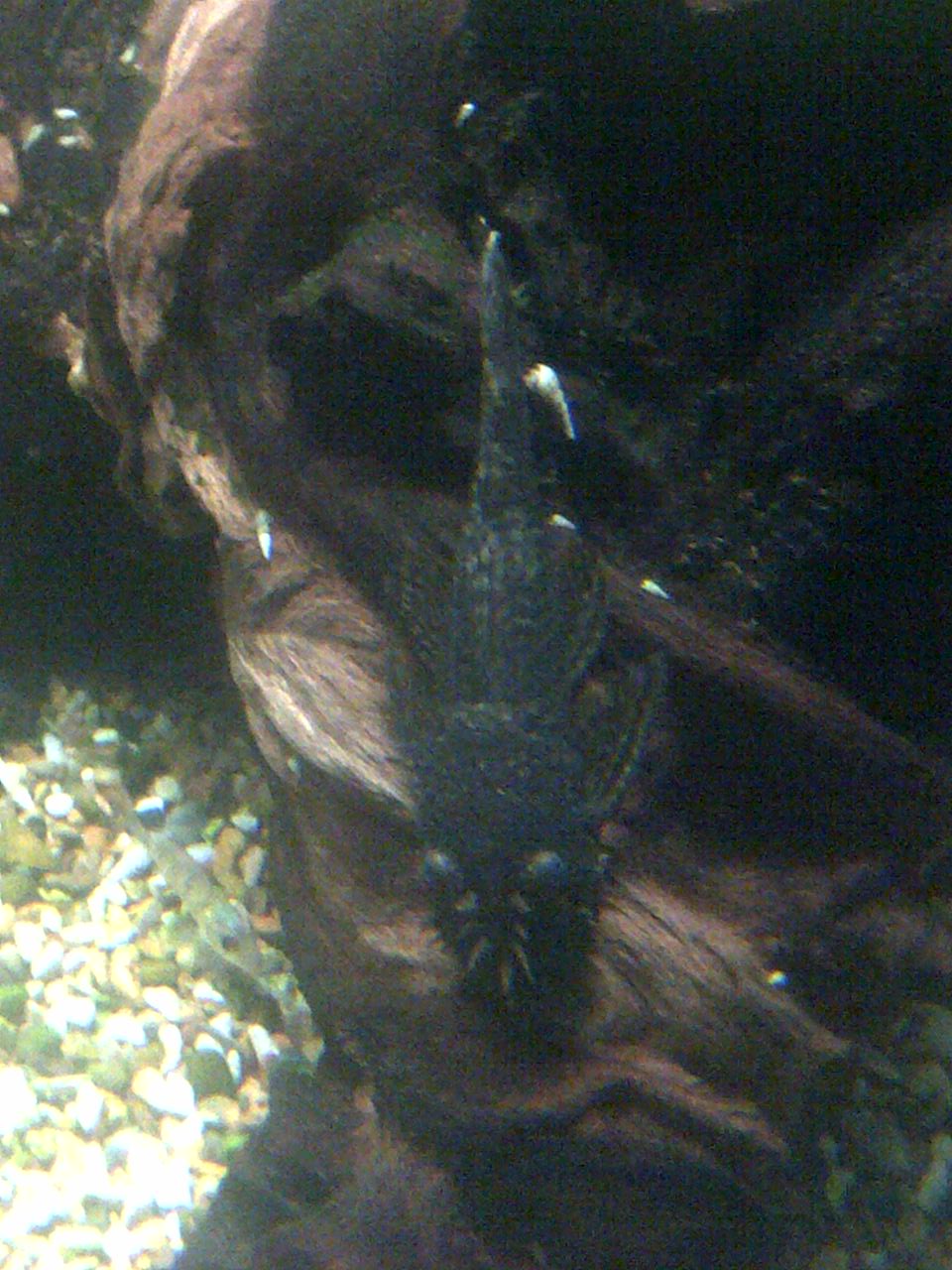 Bristlenose Pleco Ancistrus cirrhosus showing bristled snout