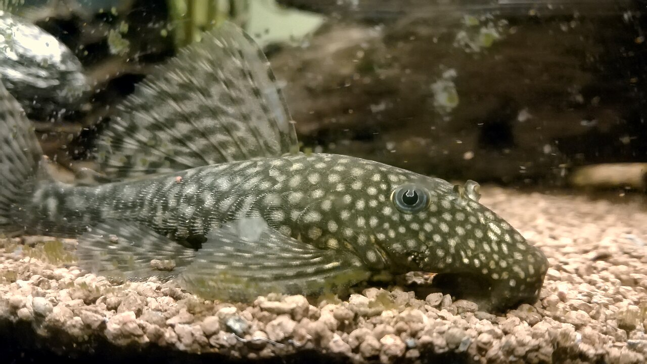 Bristlenose pleco Ancistrus on aquarium glass