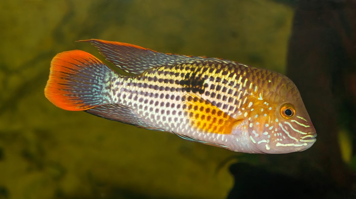 Adult male Green Terror Cichlid Andinoacara rivulatus showing iridescent teal-green body and nuchal hump