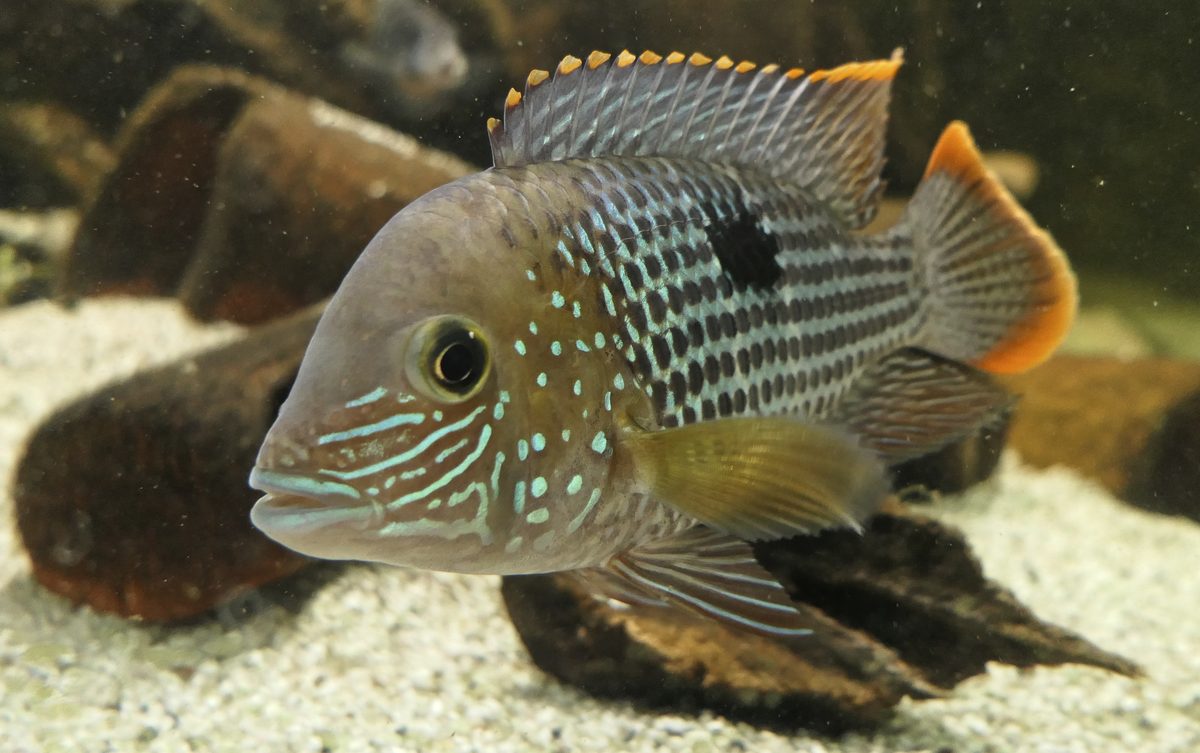 Green Terror Cichlid male portrait showing metallic blue iridescent scales and orange tail edging