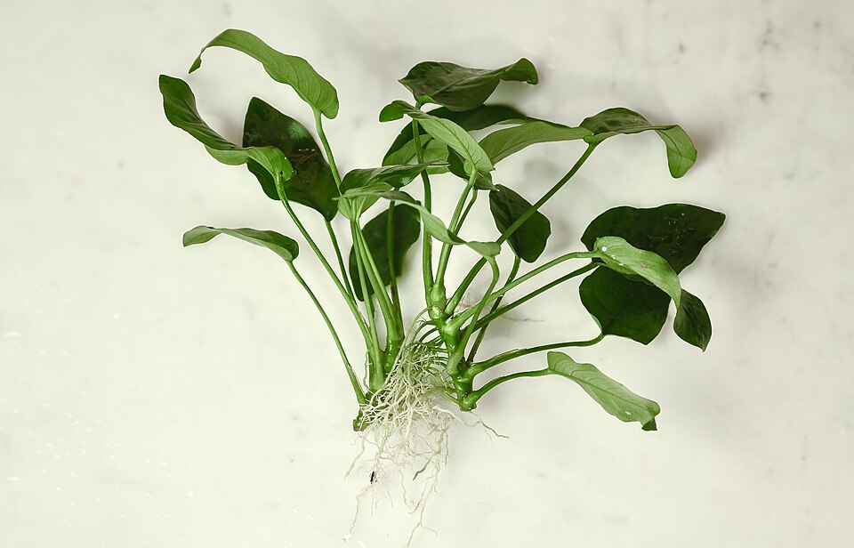 Anubias barteri var. nana aquarium plant