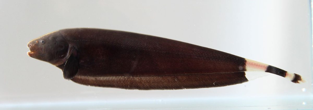 Apteronotus albifrons Black Ghost Knifefish behaviour in aquarium