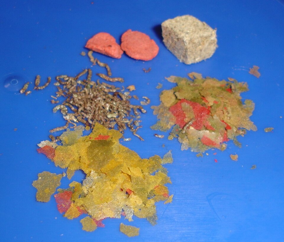 Different aquarium fish foods: flakes, freeze-dried worms, pellets and a food block