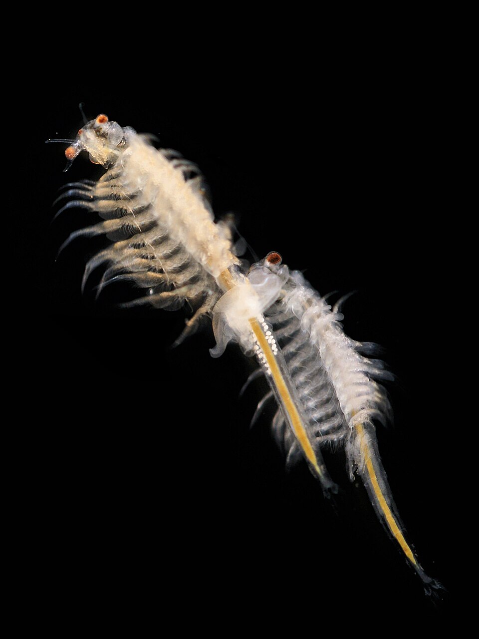 Adult brine shrimp Artemia salina