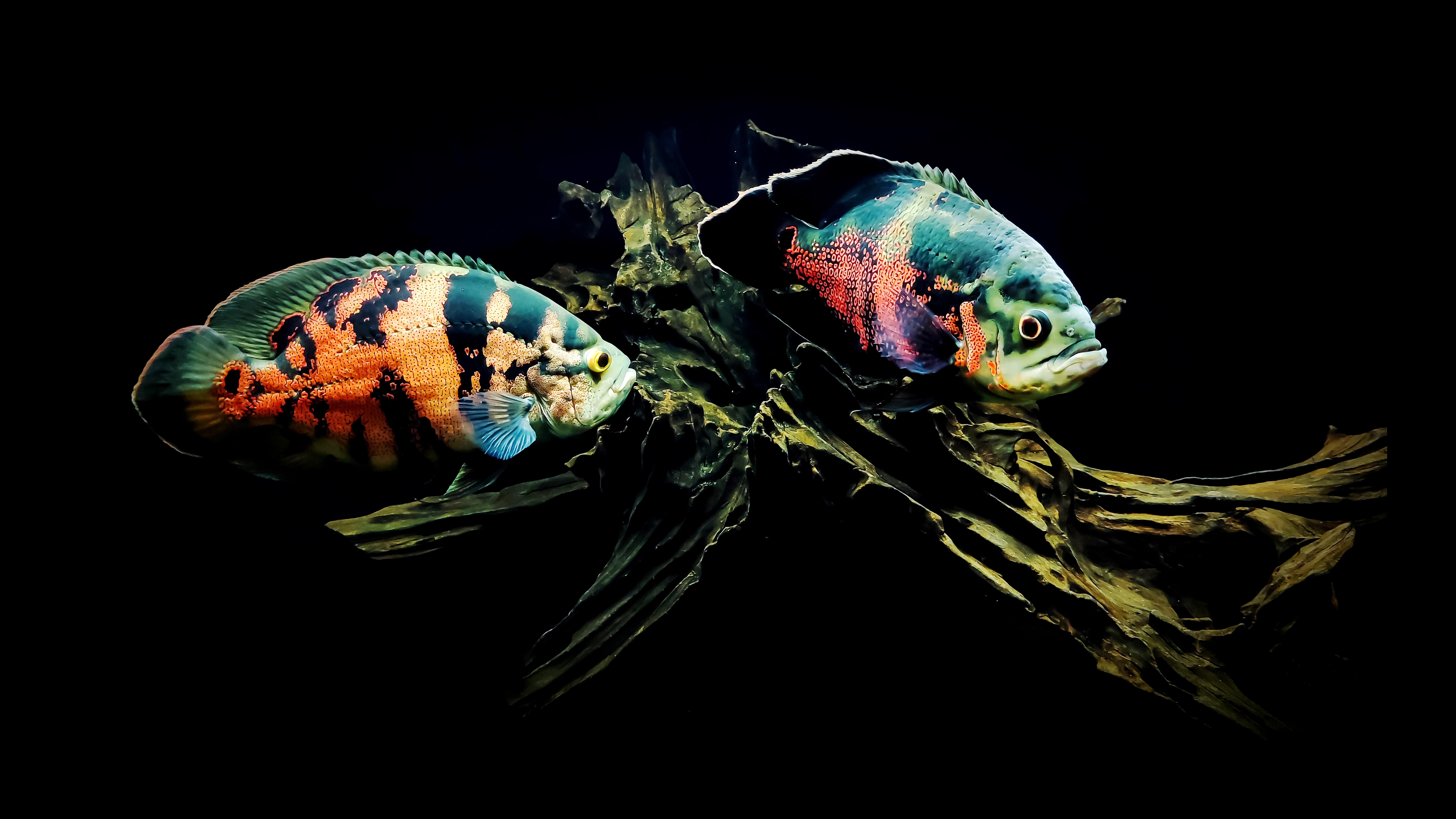 Tiger Oscar Astronotus ocellatus color variety in aquarium
