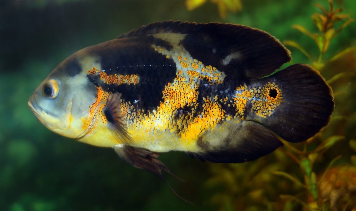 Oscar fish feeding in large aquarium side view