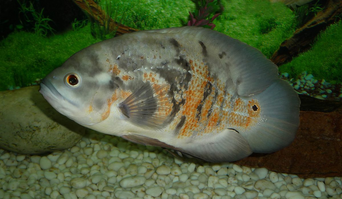 Tiger Oscar fish Astronotus ocellatus colour variant in tank