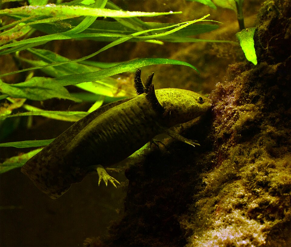 Dark wild-type axolotl resting among long aquarium plants