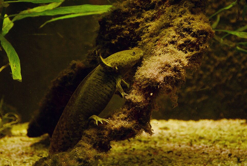 Wild-type axolotl climbing a moss-covered branch in a planted aquarium
