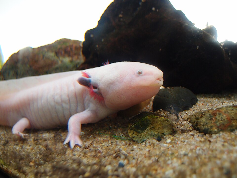 Pale axolotl resting on fine sand next to dark rocks in an aquarium