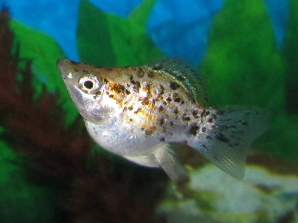Balloon Molly fish showing rounded body shape variant