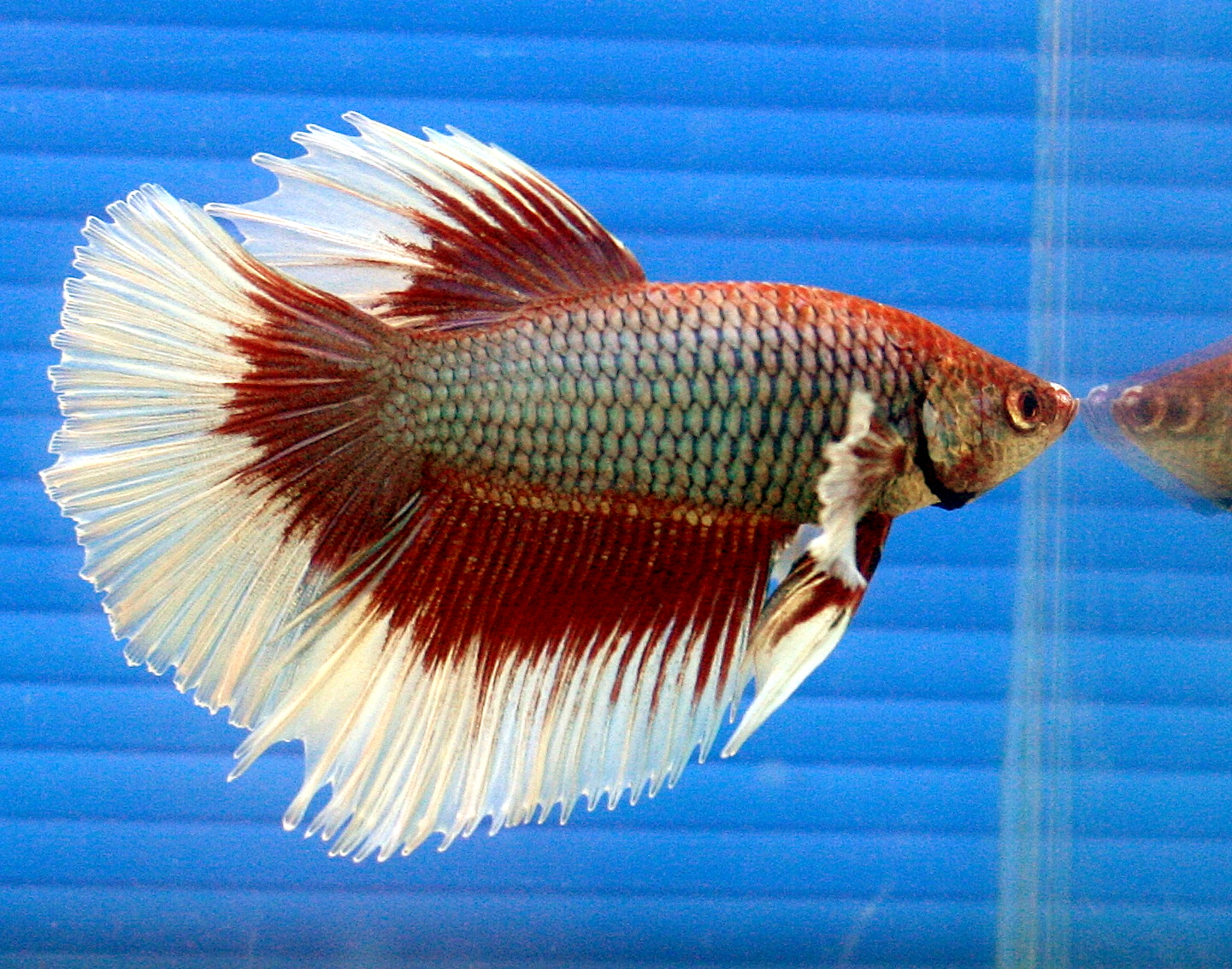 Halfmoon Betta splendens with fully spread tail