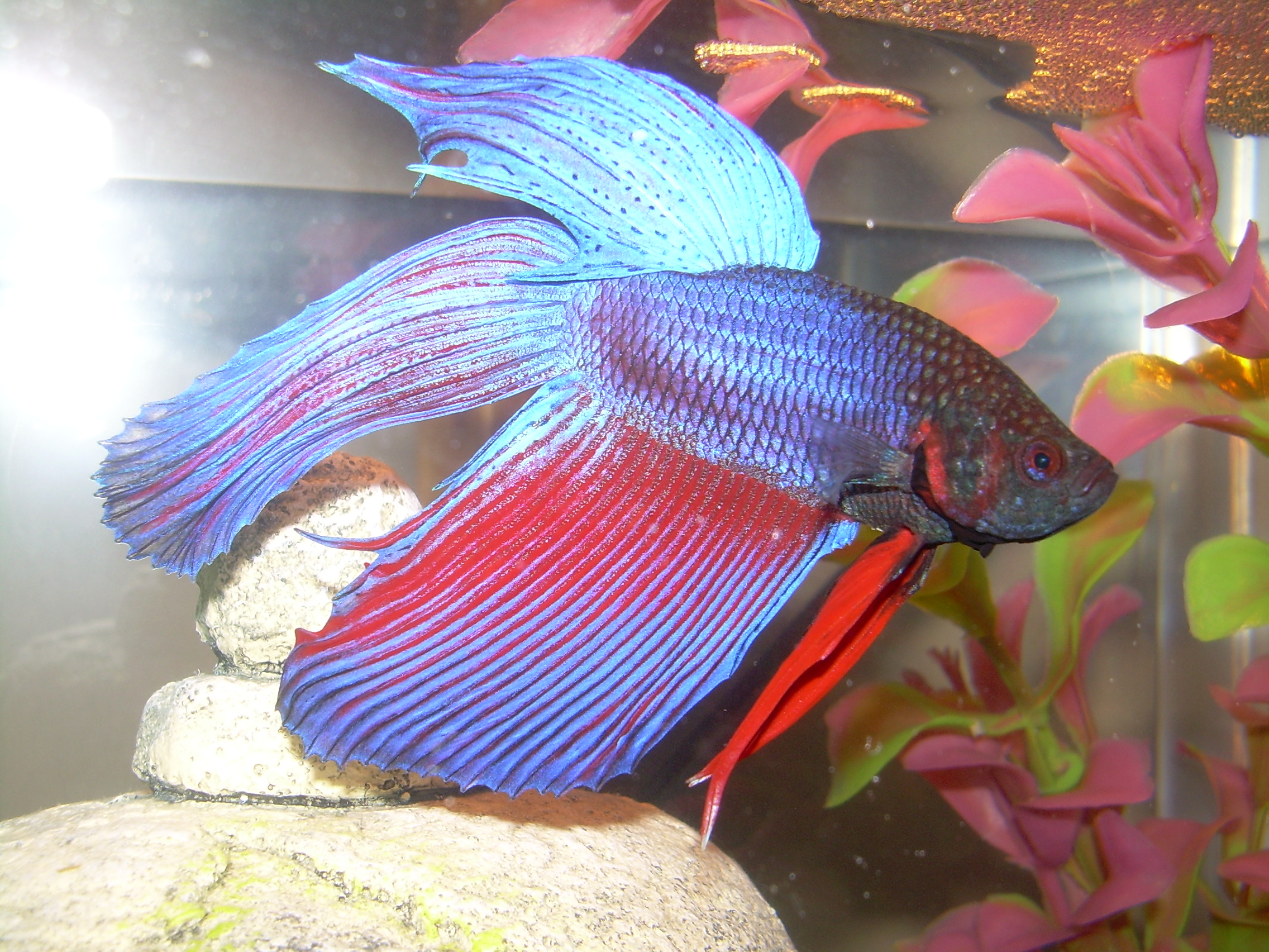 Blue and red Betta splendens showing iridescent blue colouration