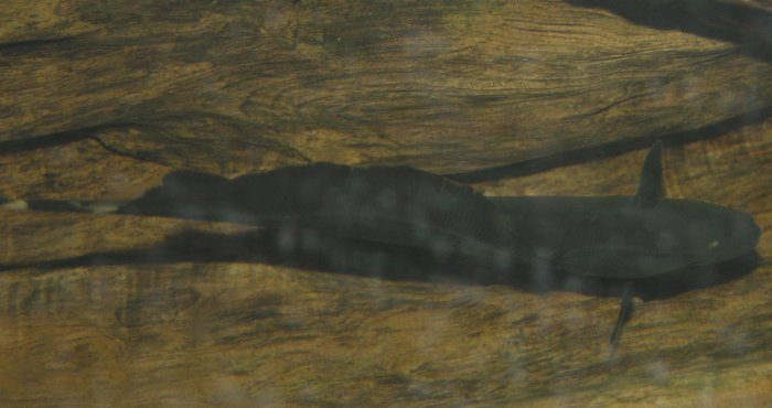 Black Ghost Knifefish Apteronotus albifrons swimming in aquarium
