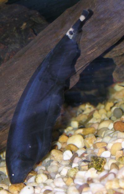 Black Ghost Knifefish Apteronotus albifrons electric organ navigation