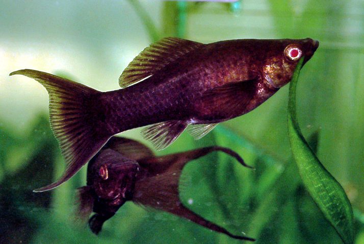 Black Molly fish Poecilia sphenops in aquarium