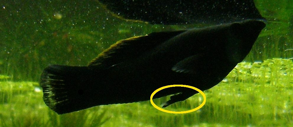 Black Molly male fish in community aquarium tank mates