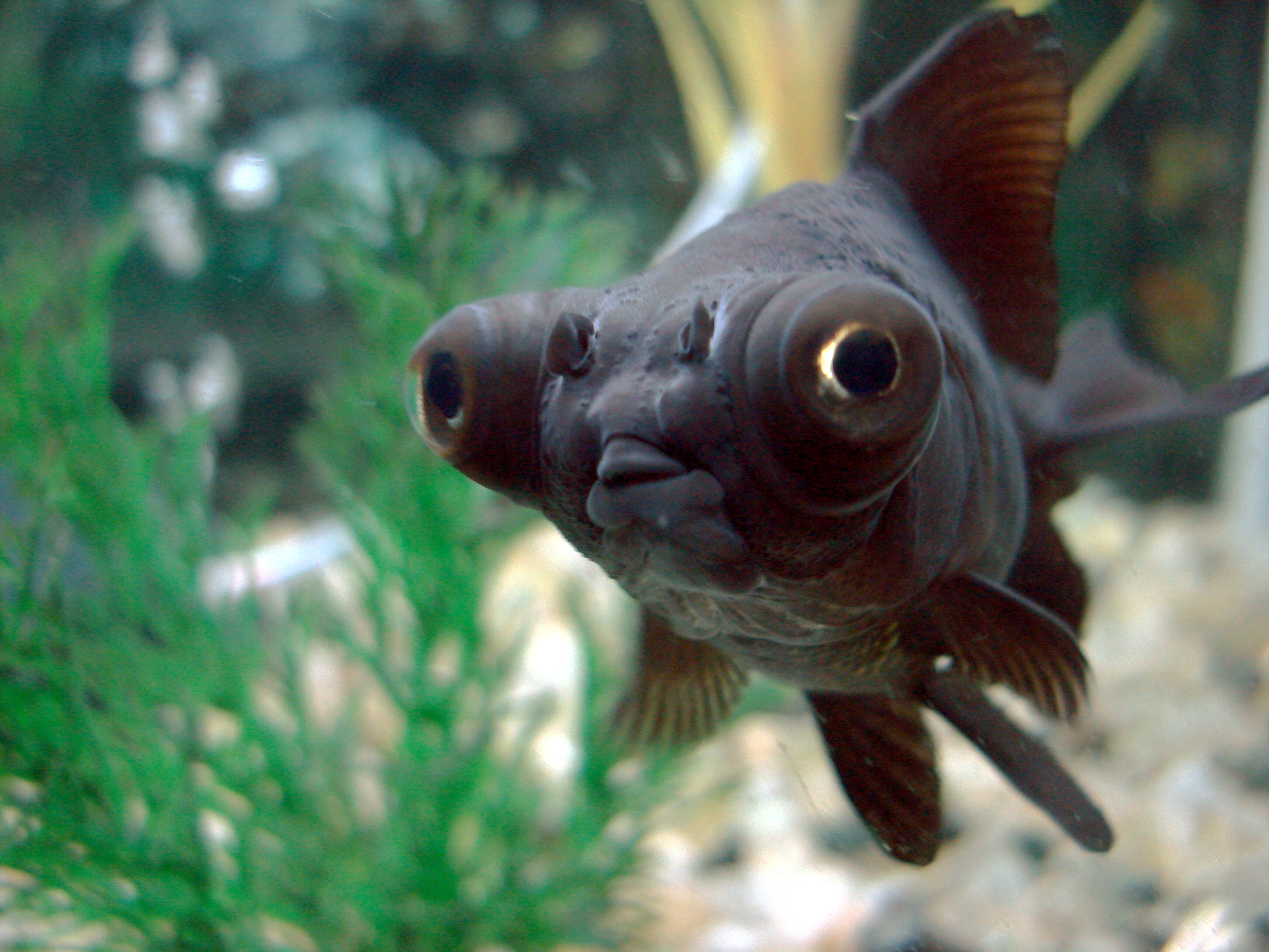 Black Moor goldfish showing protruding telescope eyes