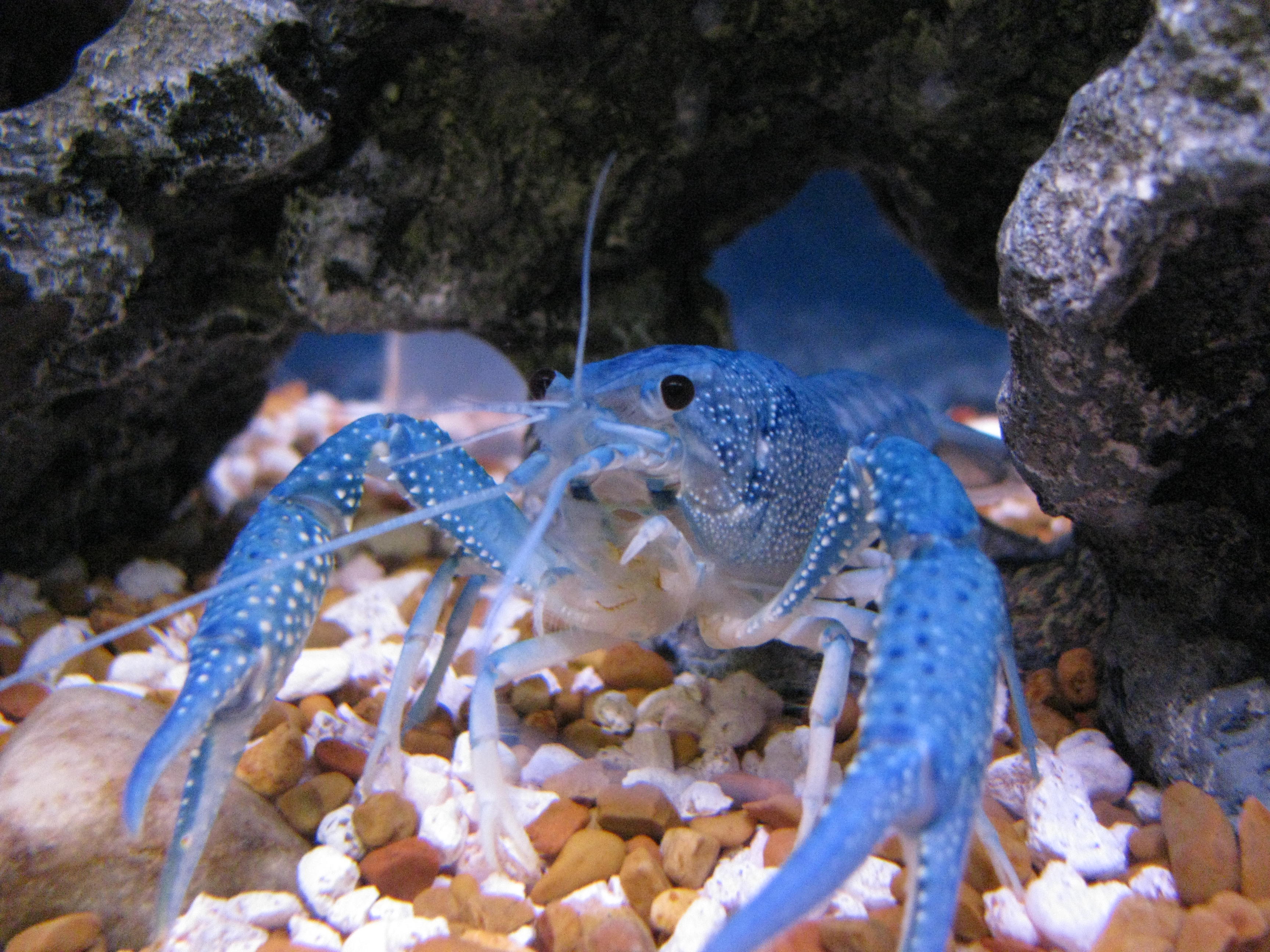 Electric Blue Crayfish Procambarus alleni in home aquarium