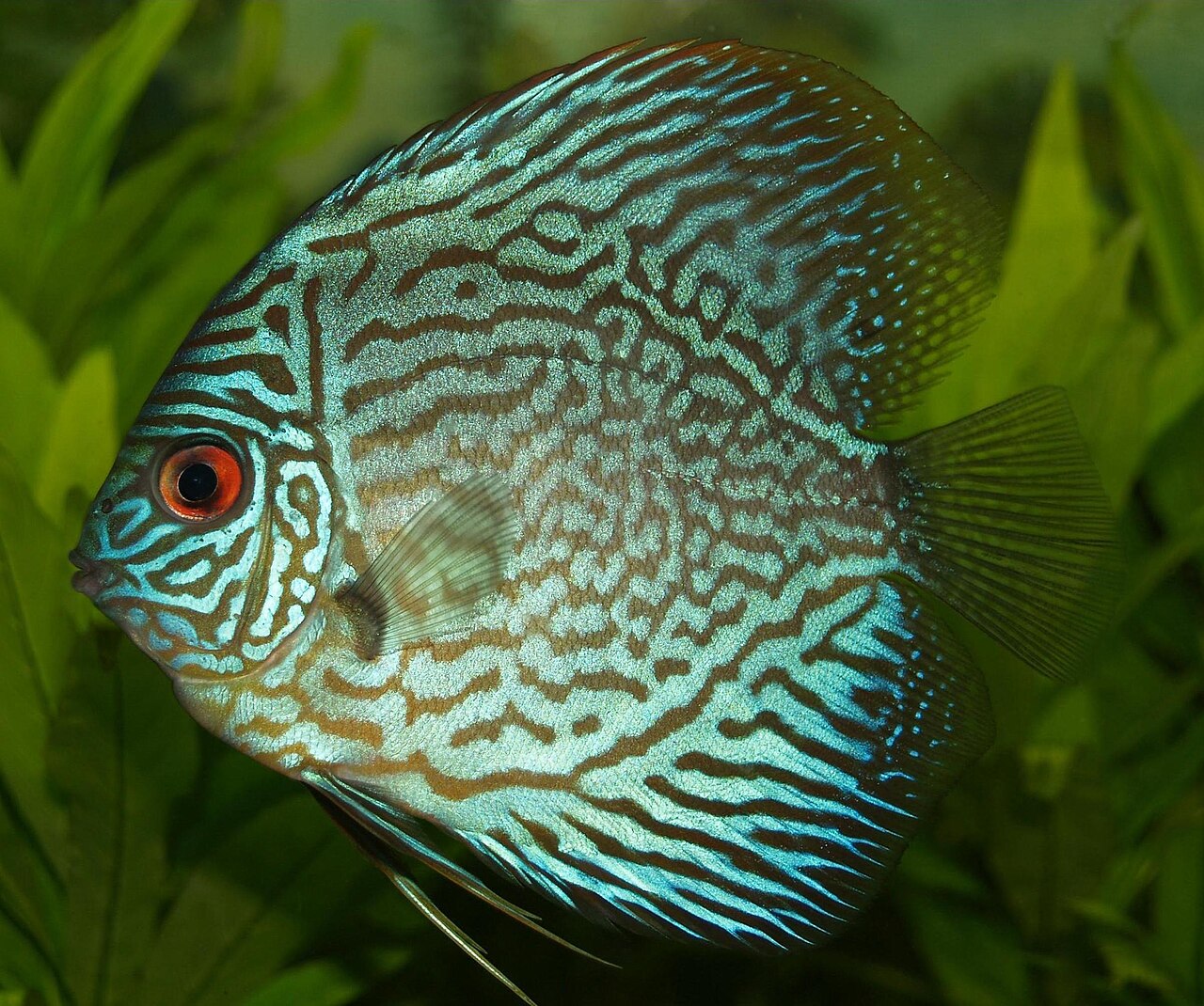 Blue discus fish Symphysodon in an aquarium