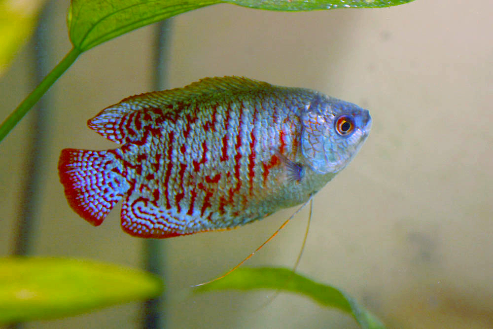Blue Dwarf Gourami Trichogaster lalius swimming in planted aquarium