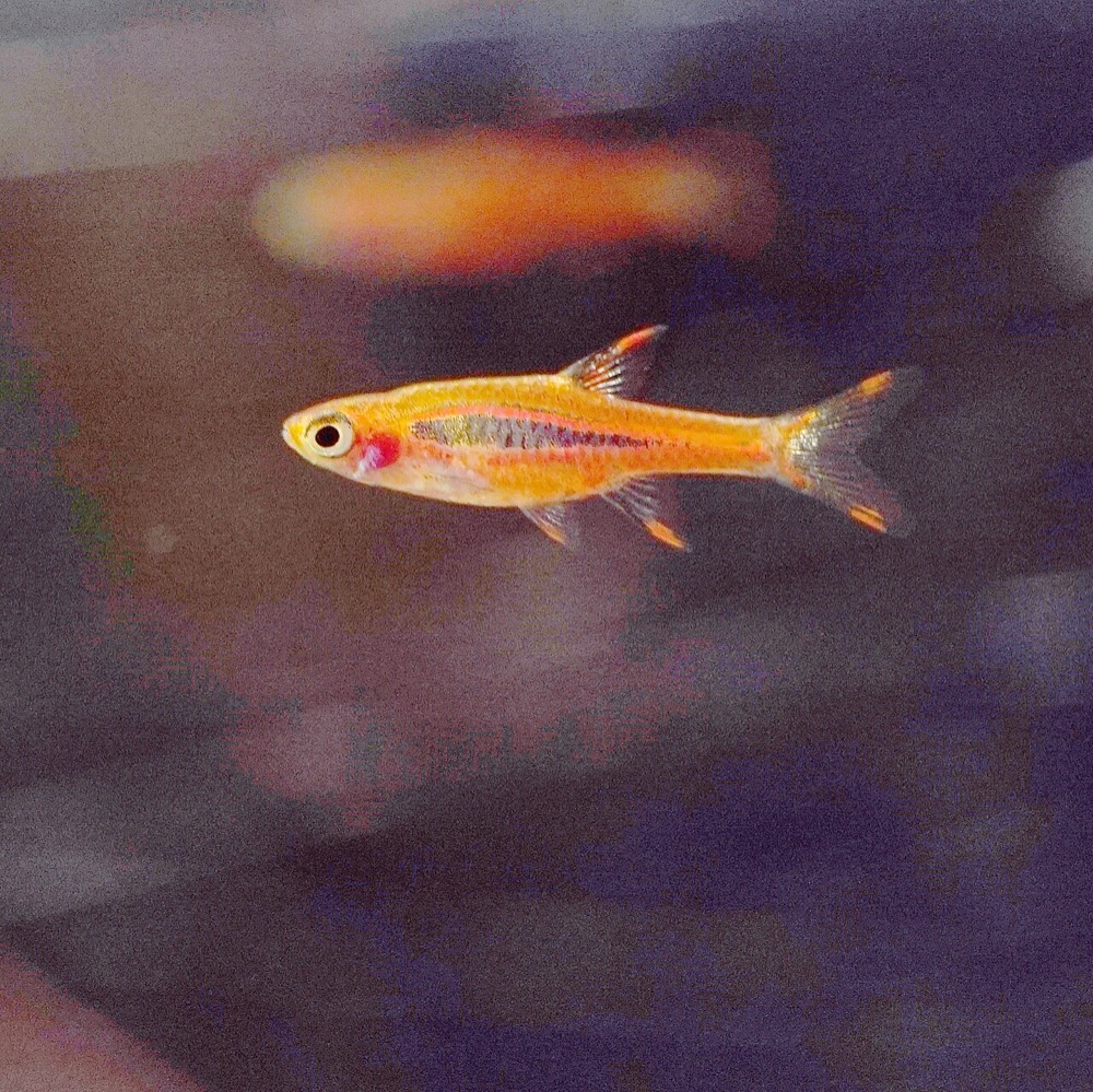 Chili rasbora Boraras brigittae in a planted aquarium