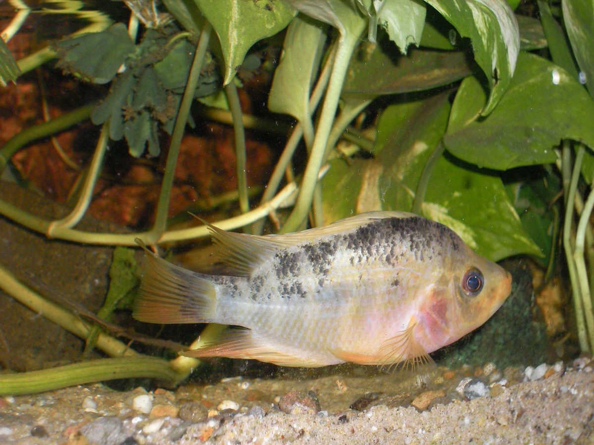 Salvini Cichlid pair Trichromis salvini in aquarium guarding territory