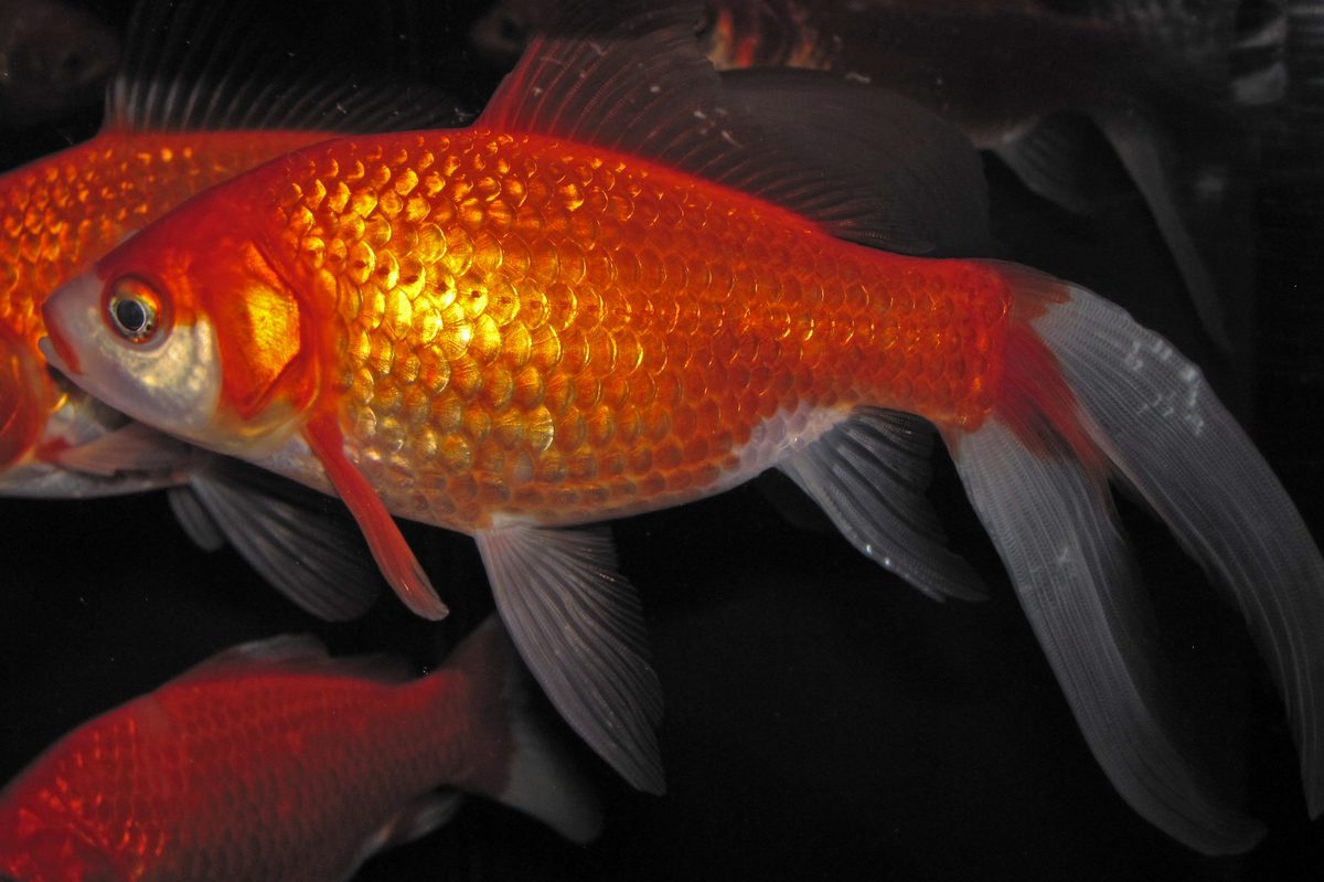 Carassius auratus goldfish swimming in aquarium