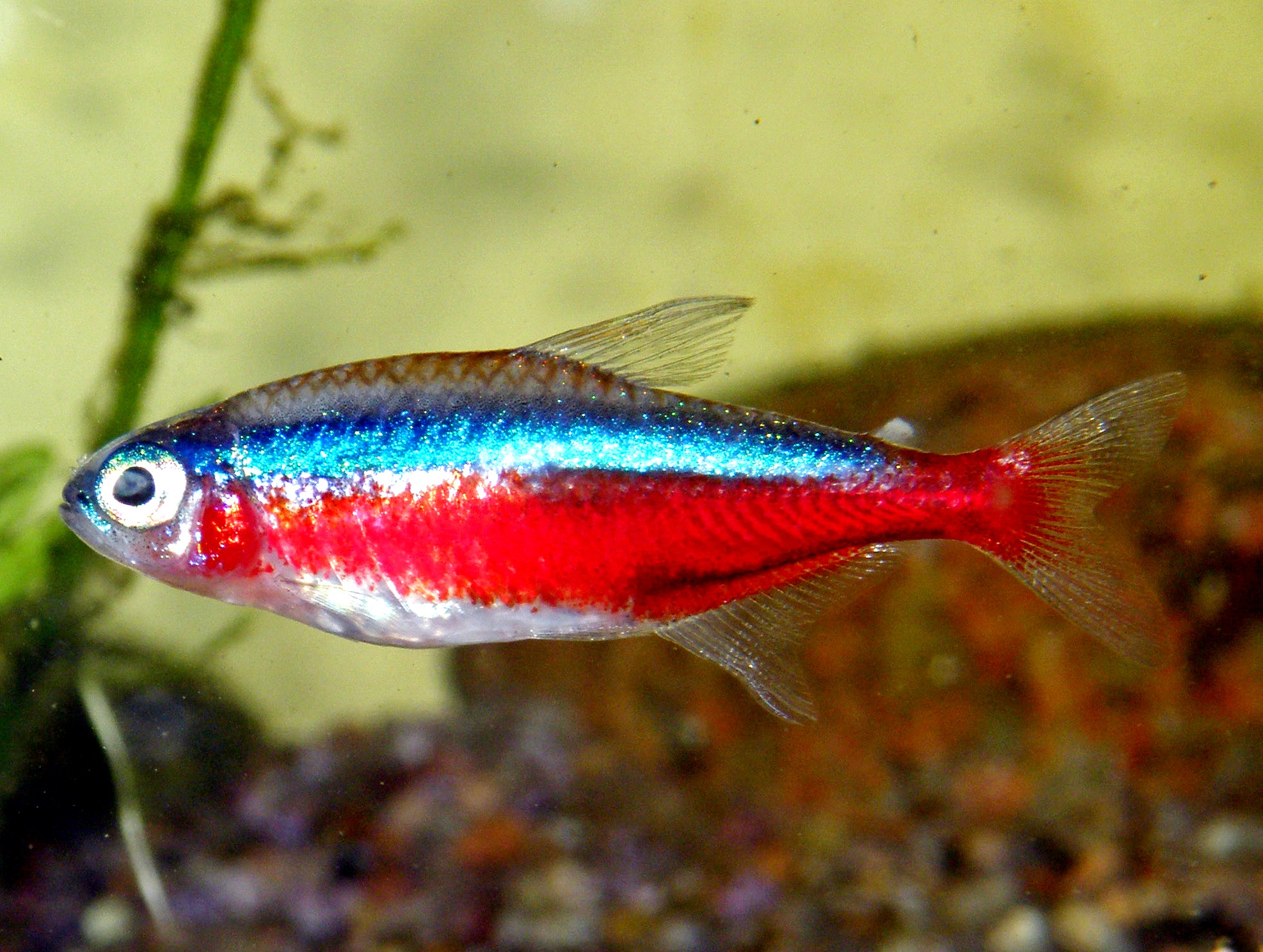 Cardinal Tetra Paracheirodon axelrodi showing full-length red stripe