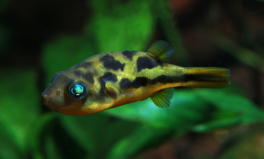 Dwarf Pea Puffer Carinotetraodon travancoricus close-up