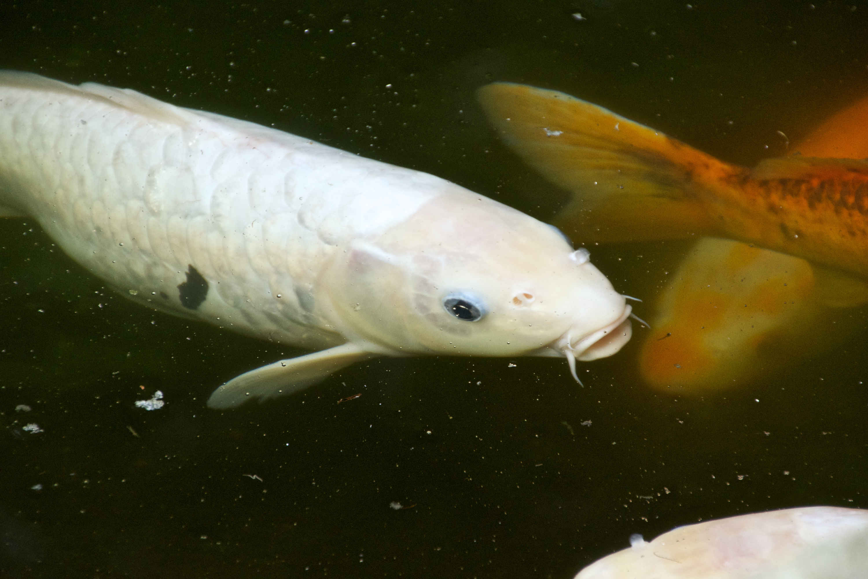 Koi carp Cyprinus carpio in pond