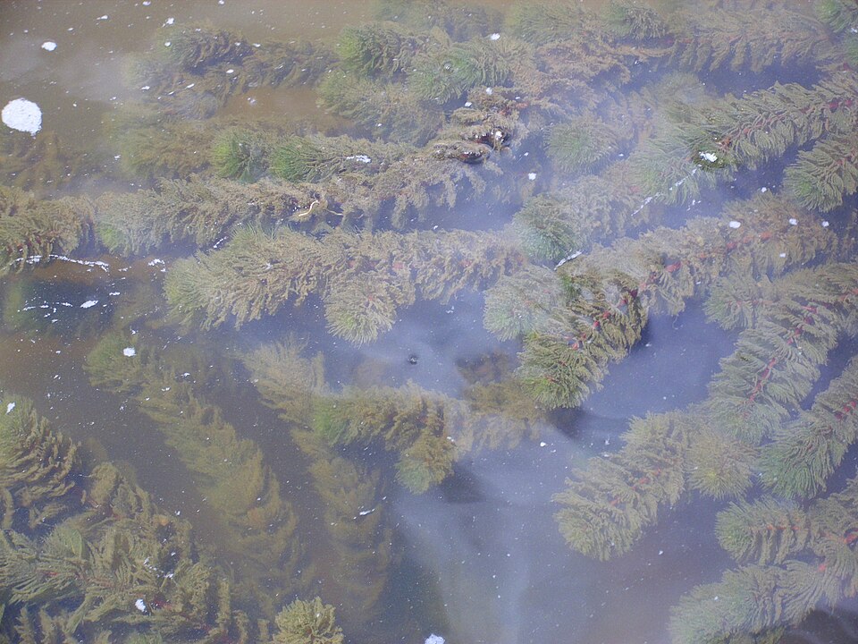 Hornwort Ceratophyllum demersum growing in water