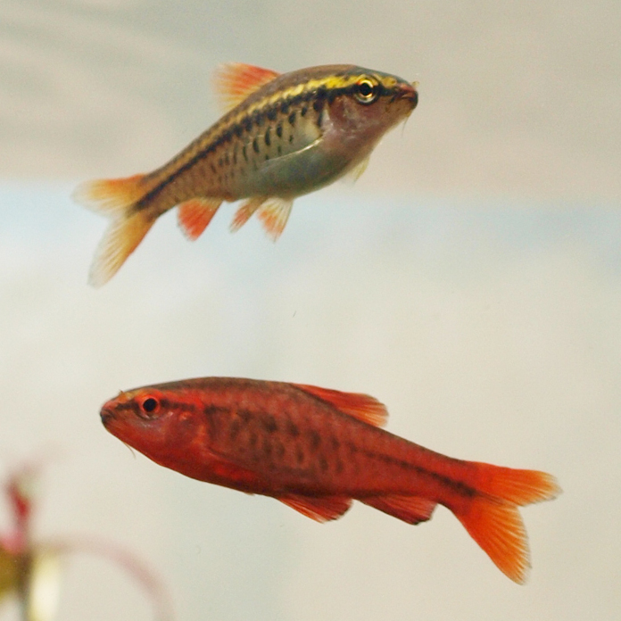 Male and female Cherry Barb Puntius titteya showing color difference