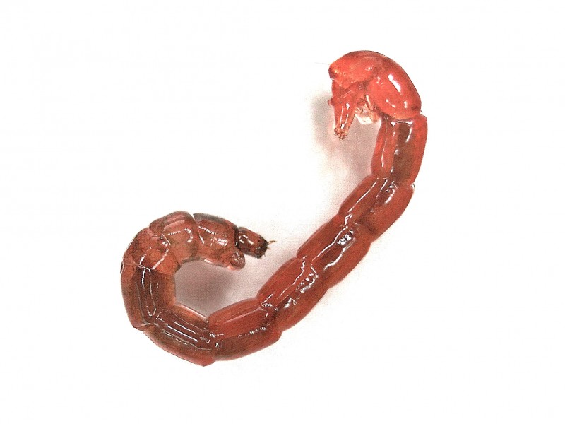 Chironomid midge larva, the bloodworm