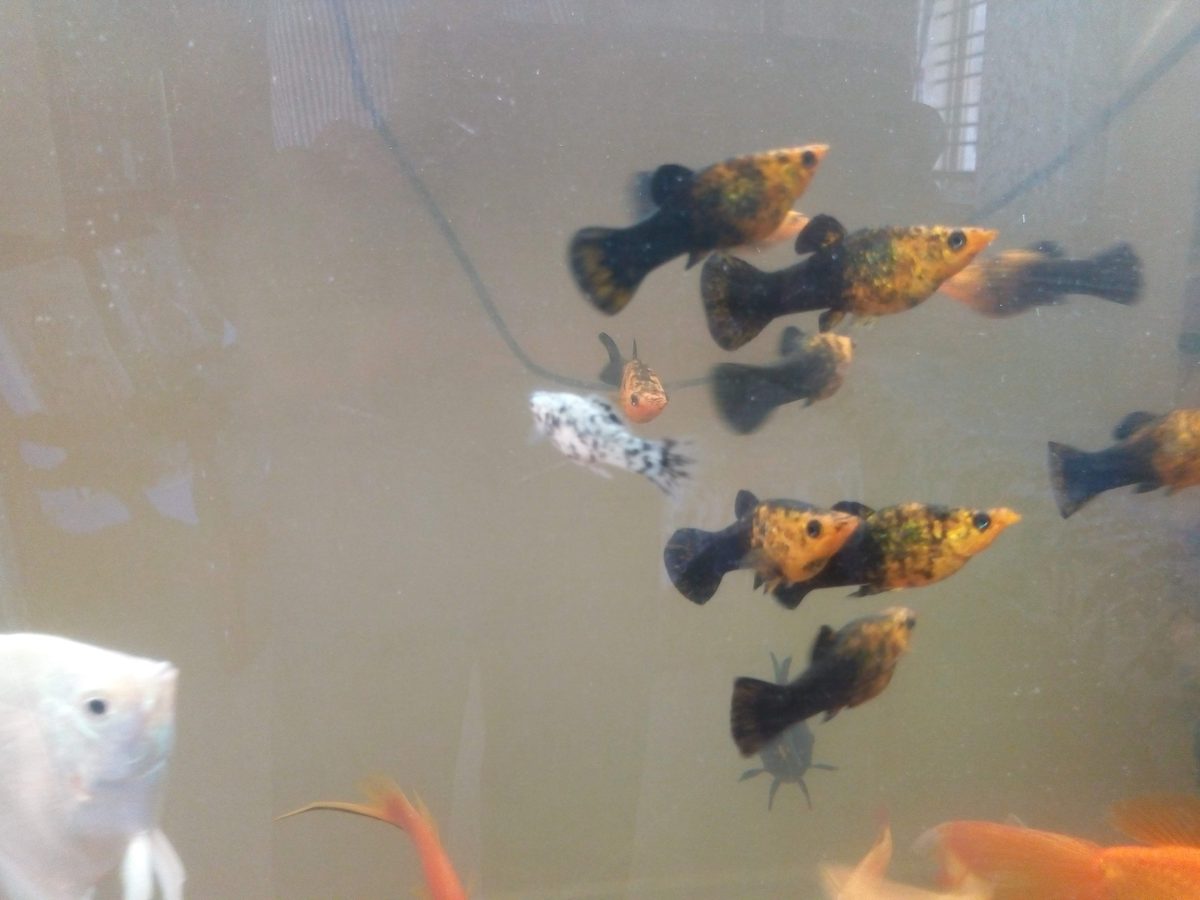 Chocolate Molly fish Poecilia sphenops feeding in aquarium