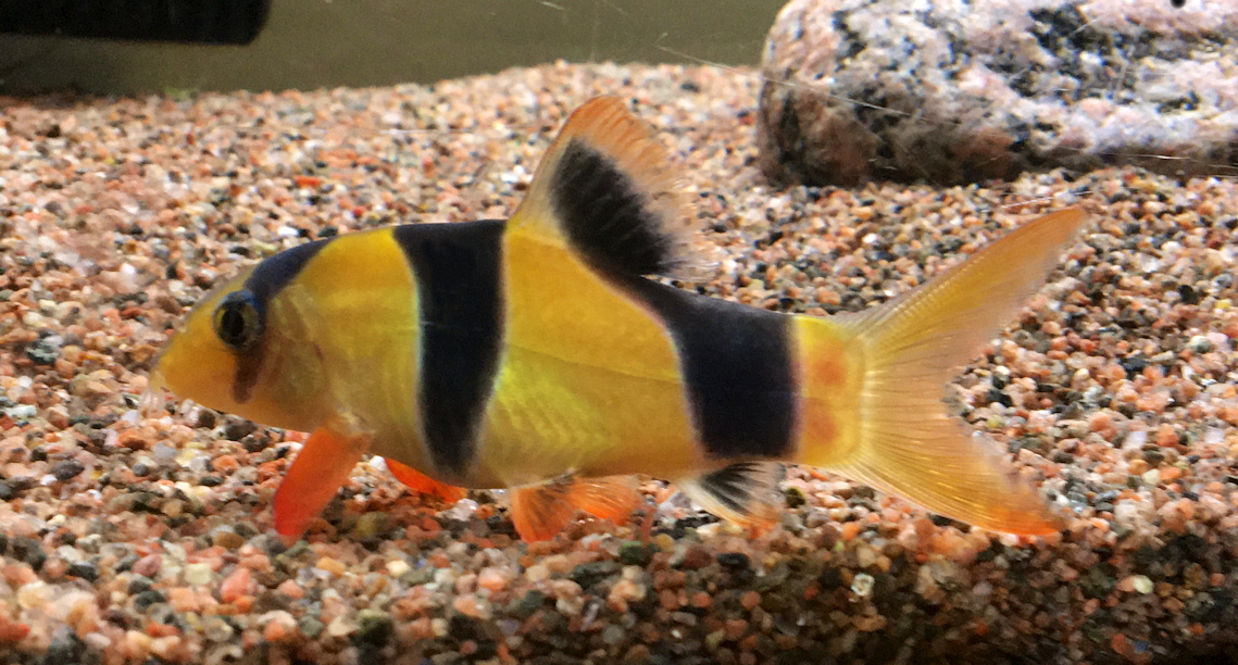 Clown Loach Chromobotia macracanthus in aquarium