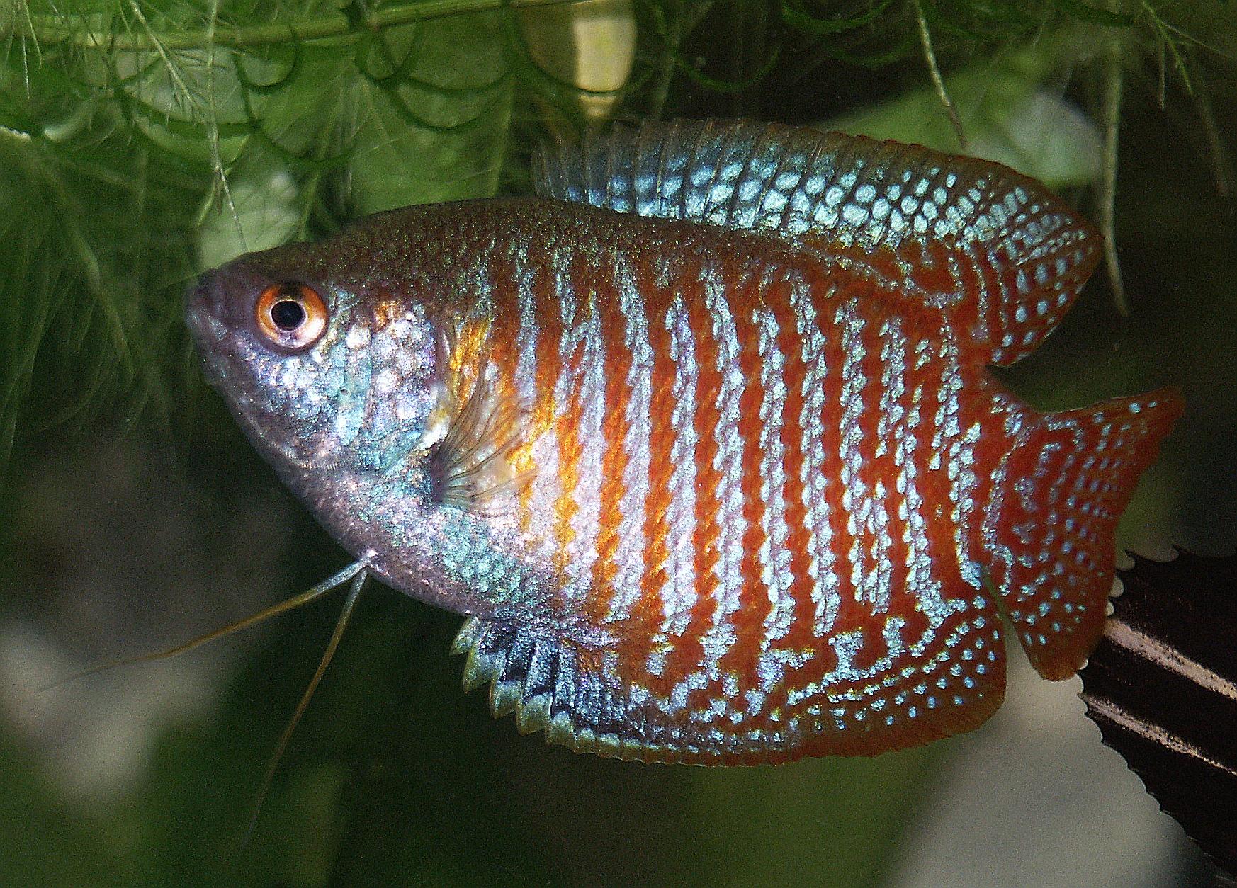 Male Dwarf Gourami Trichogaster lalius Neon Red color variety
