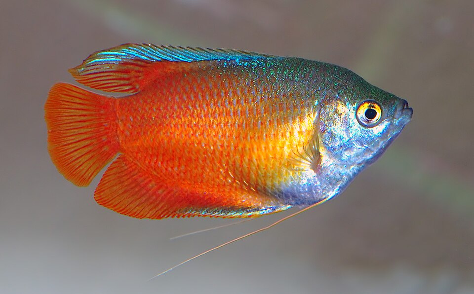 Dwarf gourami Trichogaster lalius