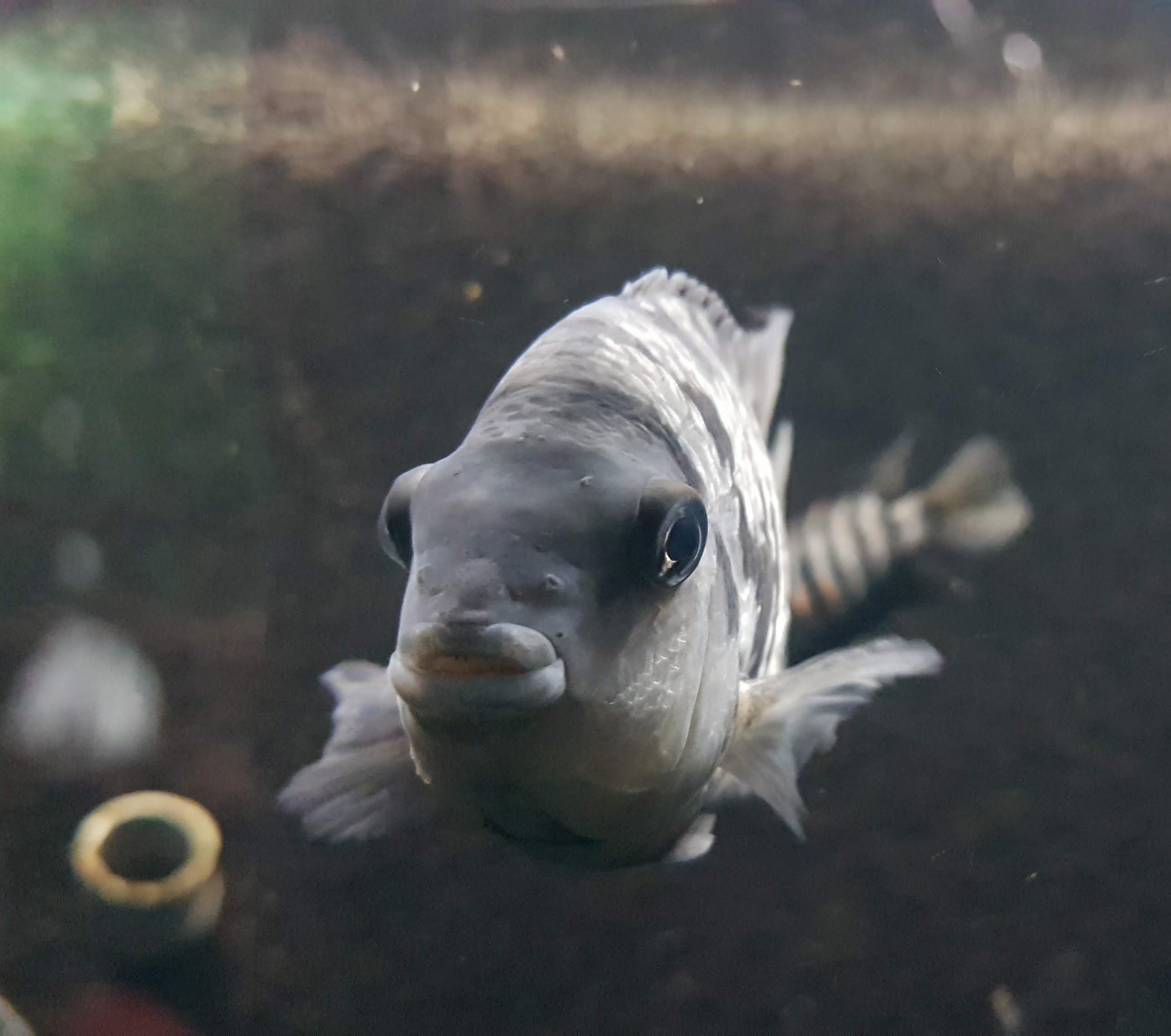 Convict Cichlid Amatitlania nigrofasciata in aquarium