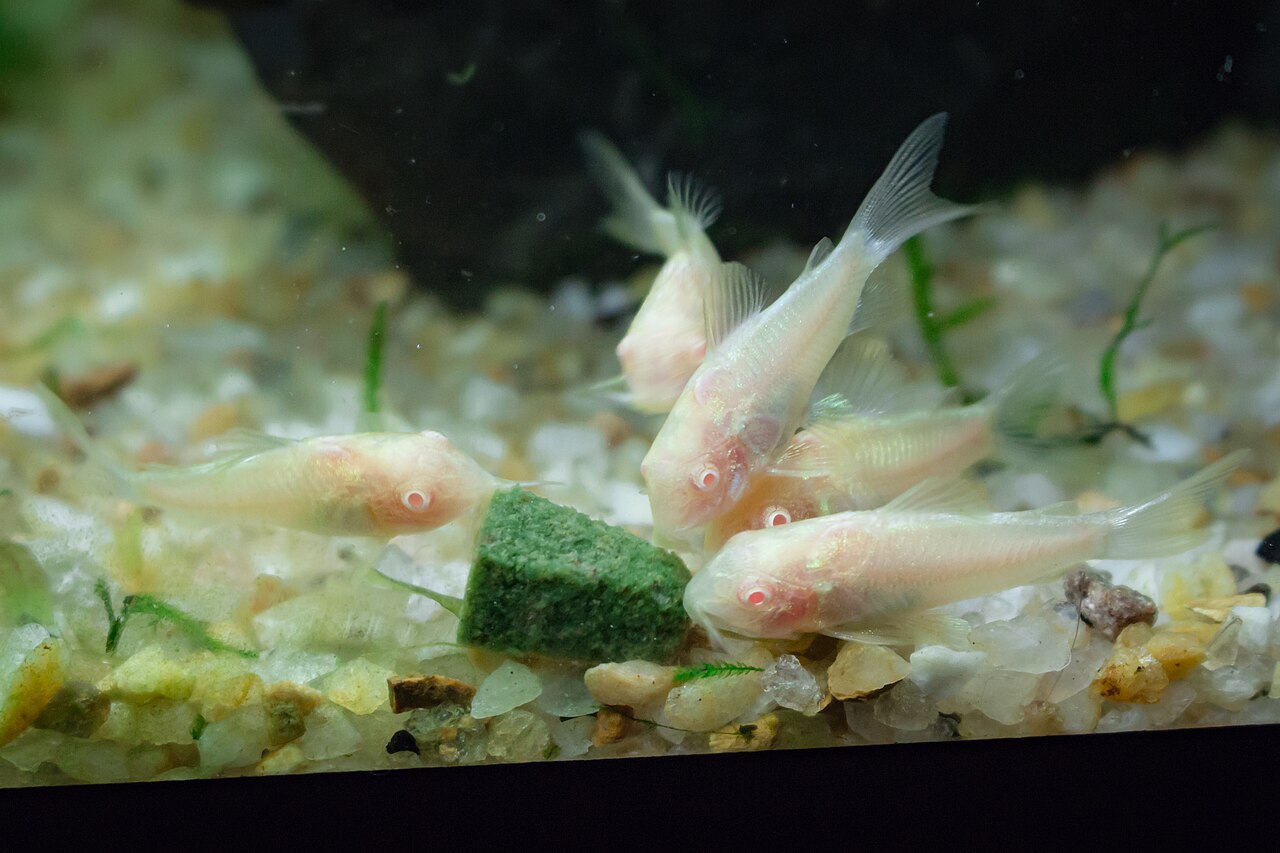 Bronze corydoras Corydoras aeneus on sand