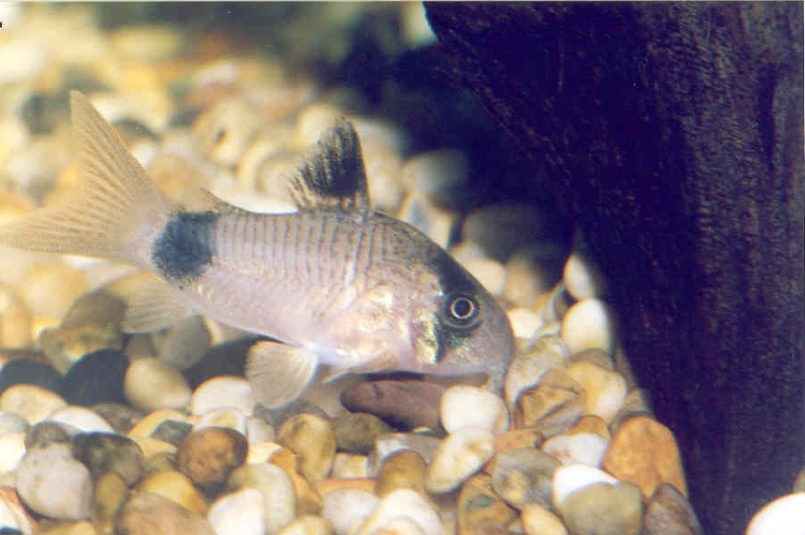 Panda Cory Corydoras panda on aquarium substrate