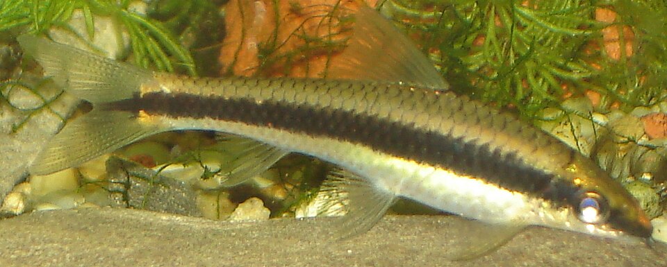 Siamese algae eater Crossocheilus siamensis