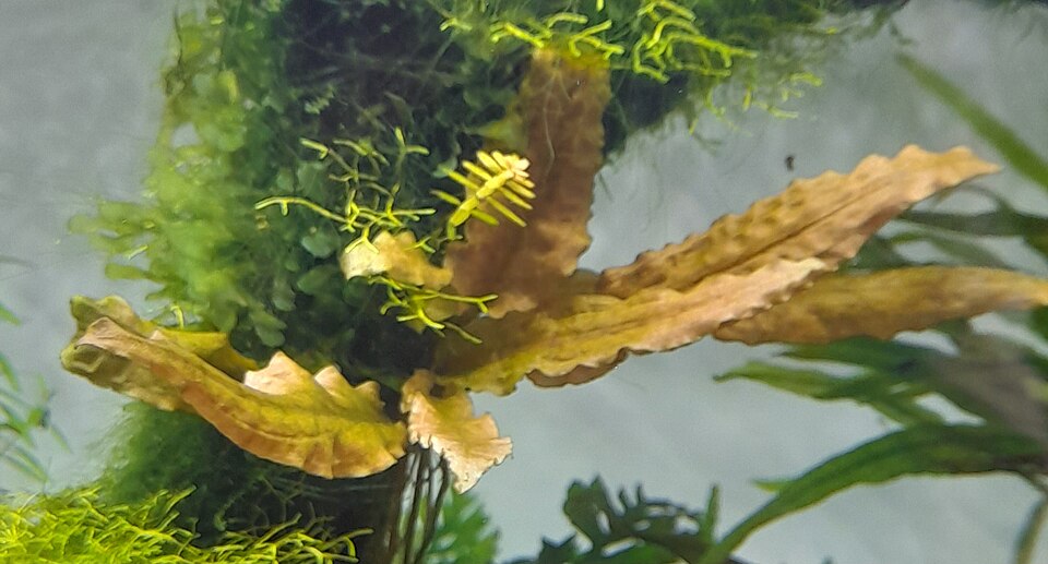 Cryptocoryne wendtii in an aquarium